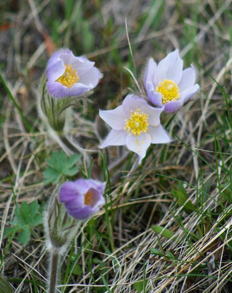 Pasqueflowers were blooming. Photo by LibbyMT.com.