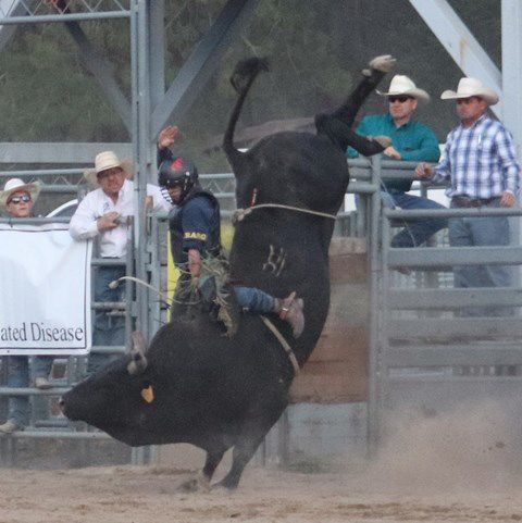 Could this bull go any higher?. Photo by LibbyMT.com.