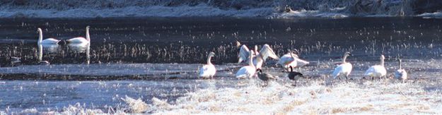 Trumpeter swans. Photo by LibbyMT.com.