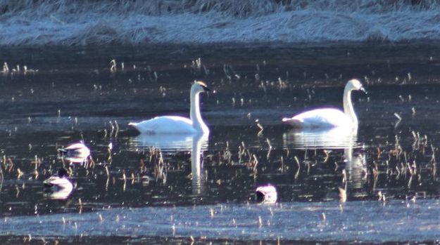 Trumpeter swans. Photo by LibbyMT.com.