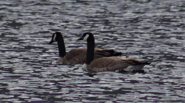 Canada geese. Photo by LibbyMT.com.