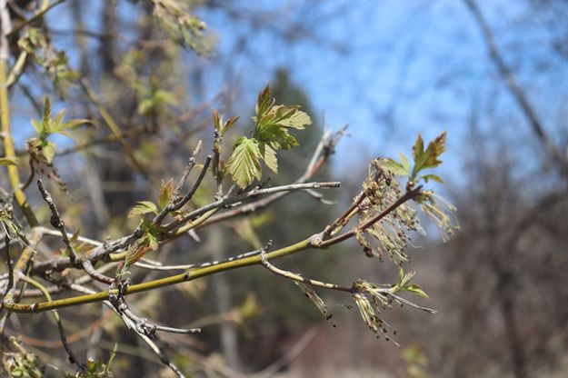 New leaves. Photo by LibbyMT.com.