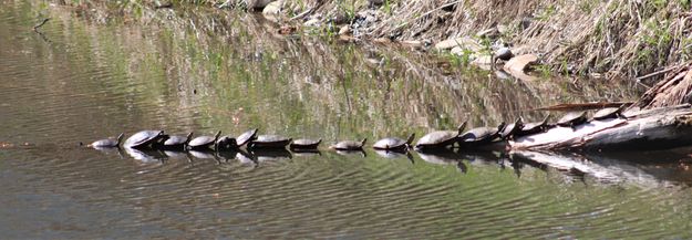 Painted turtles. Photo by LibbyMT.com.