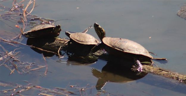 More turtles. Photo by LibbyMT.com.