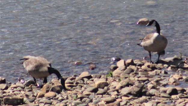 Canada geese in the Kootenai. Photo by LibbyMT.com.