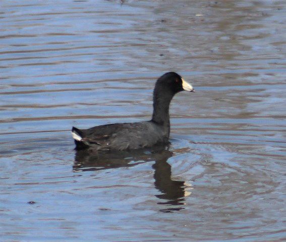 American coot. Photo by LibbyMT.com.