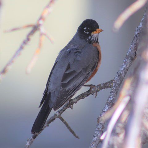 American robin. Photo by LibbyMT.com.