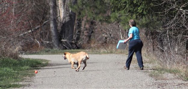 Playing fetch. Photo by LibbyMT.com.