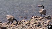 Canada geese in the Kootenai. Photo by LibbyMT.com.