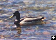 Mallard drake. Photo by LibbyMT.com.