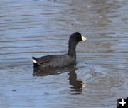 American coot. Photo by LibbyMT.com.