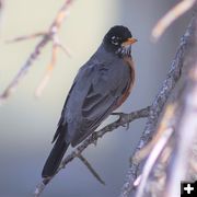 American robin. Photo by LibbyMT.com.