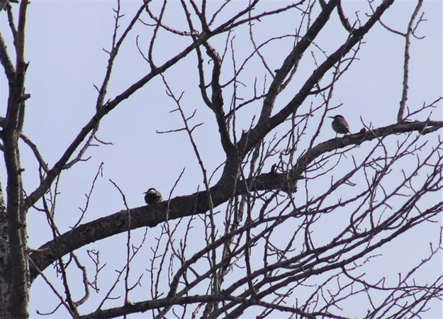 A flicker pair. Photo by LibbyMT.com.