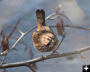 Song sparrow. Photo by LibbyMT.com.