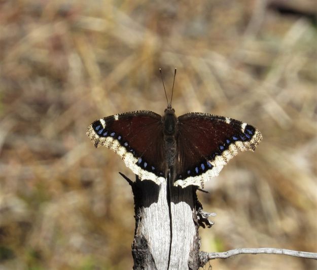 Mourning Cloak. Photo by LibbyMT.com.