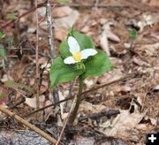 The trilliums are blooming. Photo by LibbyMT.com.