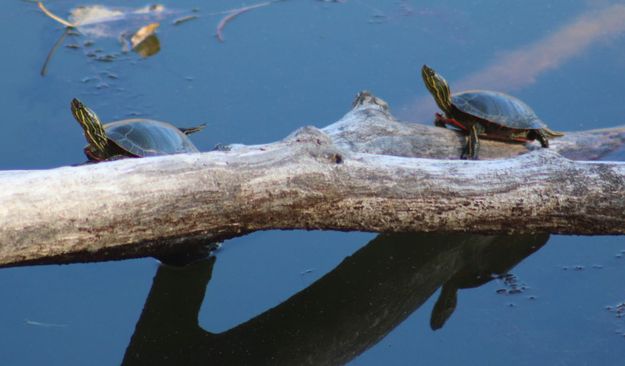 Painted turtles. Photo by LibbyMT.com.
