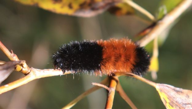 Wooly bear. Photo by LibbyMT.com.