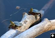 Painted turtles. Photo by LibbyMT.com.
