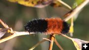 Wooly bear. Photo by LibbyMT.com.