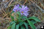 Boreal Aster. Photo by LibbyMT.com.