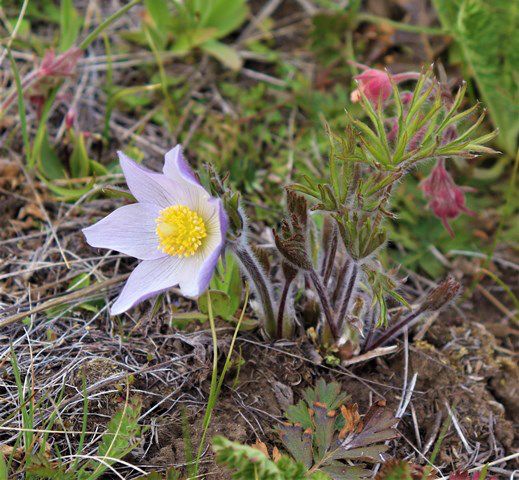 Pasqueflowers were blooming. Photo by LibbyMT.com.