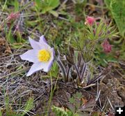 Pasqueflowers were blooming. Photo by LibbyMT.com.