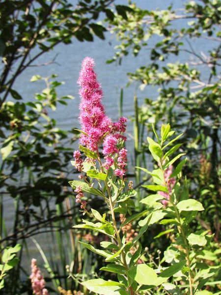 Douglas spirea. Photo by LibbyMT.com.
