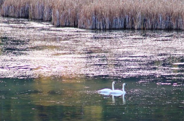 Trumpeter Swans. Photo by LibbyMT.com.