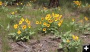Arrowleaf Balsamroot is blooming. Photo by LibbyMT.com.