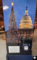 Photo display of the Kootenai Forest's 2017 Capitol Christmas tree. Photo by LibbyMT.com.