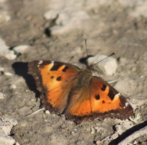 California Tortoiseshell. Photo by LibbyMT.com.
