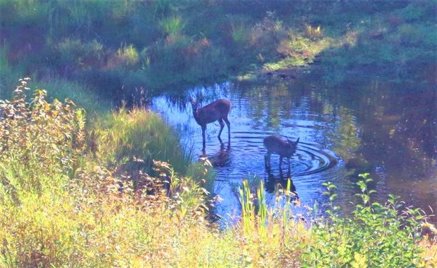 A peaceful scene. Photo by LibbyMT.com.