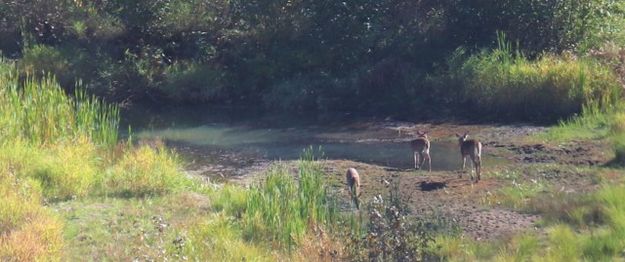 Getting a drink. Photo by LibbyMT.com.