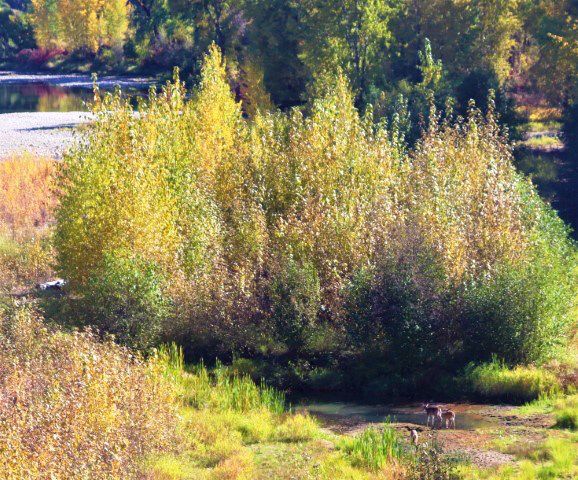 Kootenai River. Photo by LibbyMT.com.