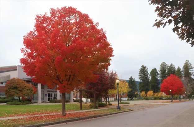 Lincoln Boulevard. Photo by LibbyMT.com.