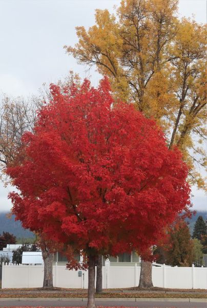 Lincoln Boulevard. Photo by LibbyMT.com.