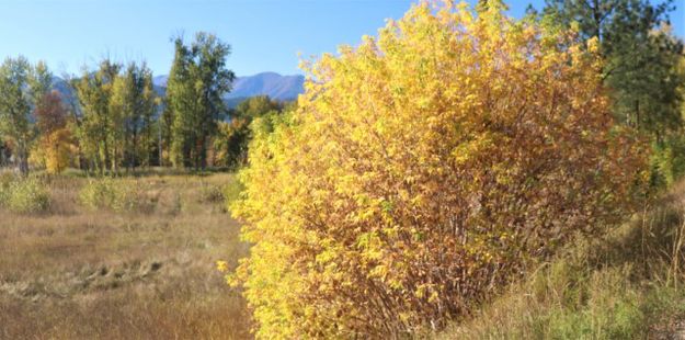 October color. Photo by LibbyMT.com.