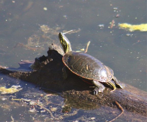 Mill pond turtle. Photo by LibbyMT.com.