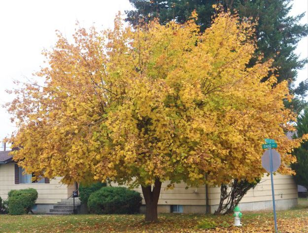 In Libby. Photo by LibbyMT.com.