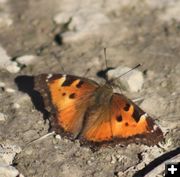 California Tortoiseshell. Photo by LibbyMT.com.