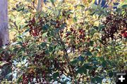Chokecherry. Photo by LibbyMT.com.