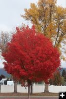 Lincoln Boulevard. Photo by LibbyMT.com.