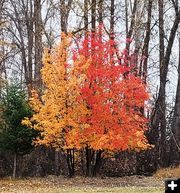 Still colorful. Photo by LibbyMT.com.