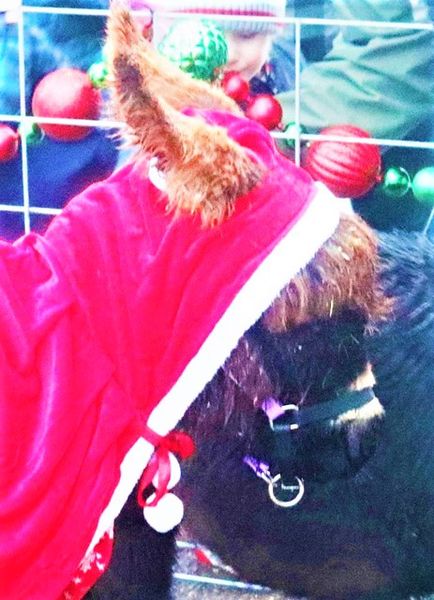 Meadow the donkey. Photo by LibbyMT.com.