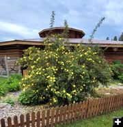 <center>Heritage Museum's</center> <center>yellow rose</center>. Photo by LibbyMT.com.