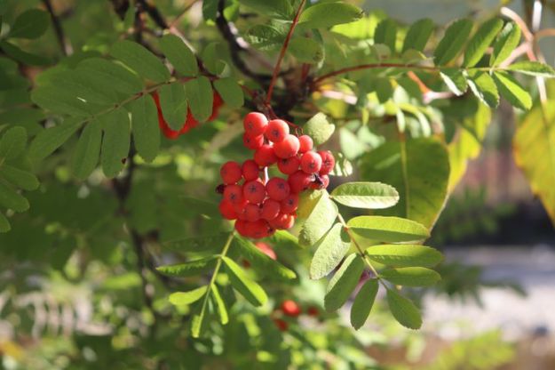 Mountain ash. Photo by LibbyMT.com.