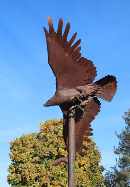 Todd Berget's eagle. Photo by LibbyMT.com.