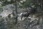 Big horn sheep