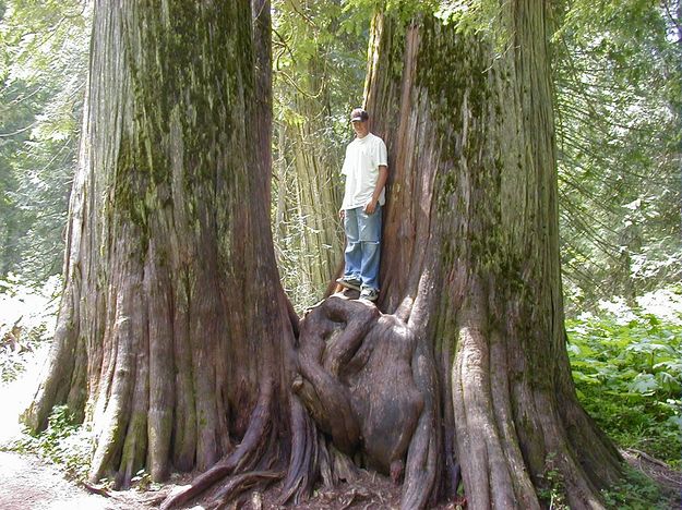 Ross Creek Giant Cedars. Photo by LibbyMT.com.